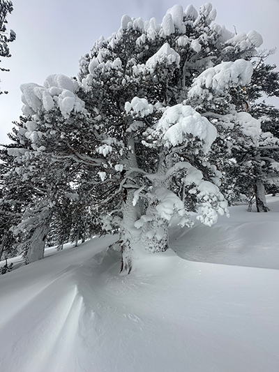 Snow and wind plastered juniper on March 3, 2024.