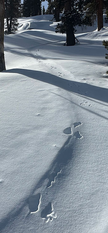 Snow shoe hare tracks on ski track on January 16, 2024.