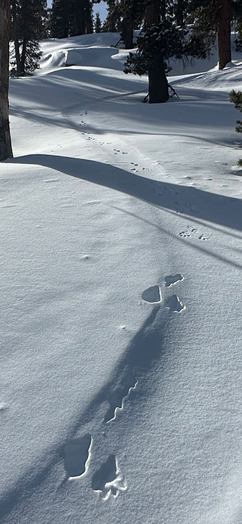 Snow shoe hare tracks on ski track on January 16, 2024. Snow shoe hare tracks on ski track on January 16, 2024.