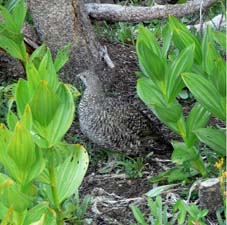 Sooty Grouse