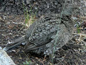 Sooty Grouse