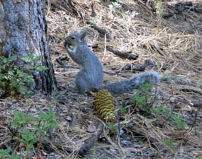 Squirrel With Cone Squirrel With Cone
