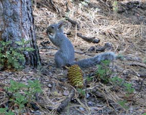 Squirrel With Cone