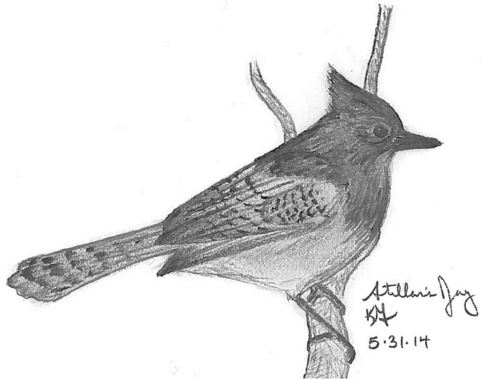 Sketch of a Steller's jay