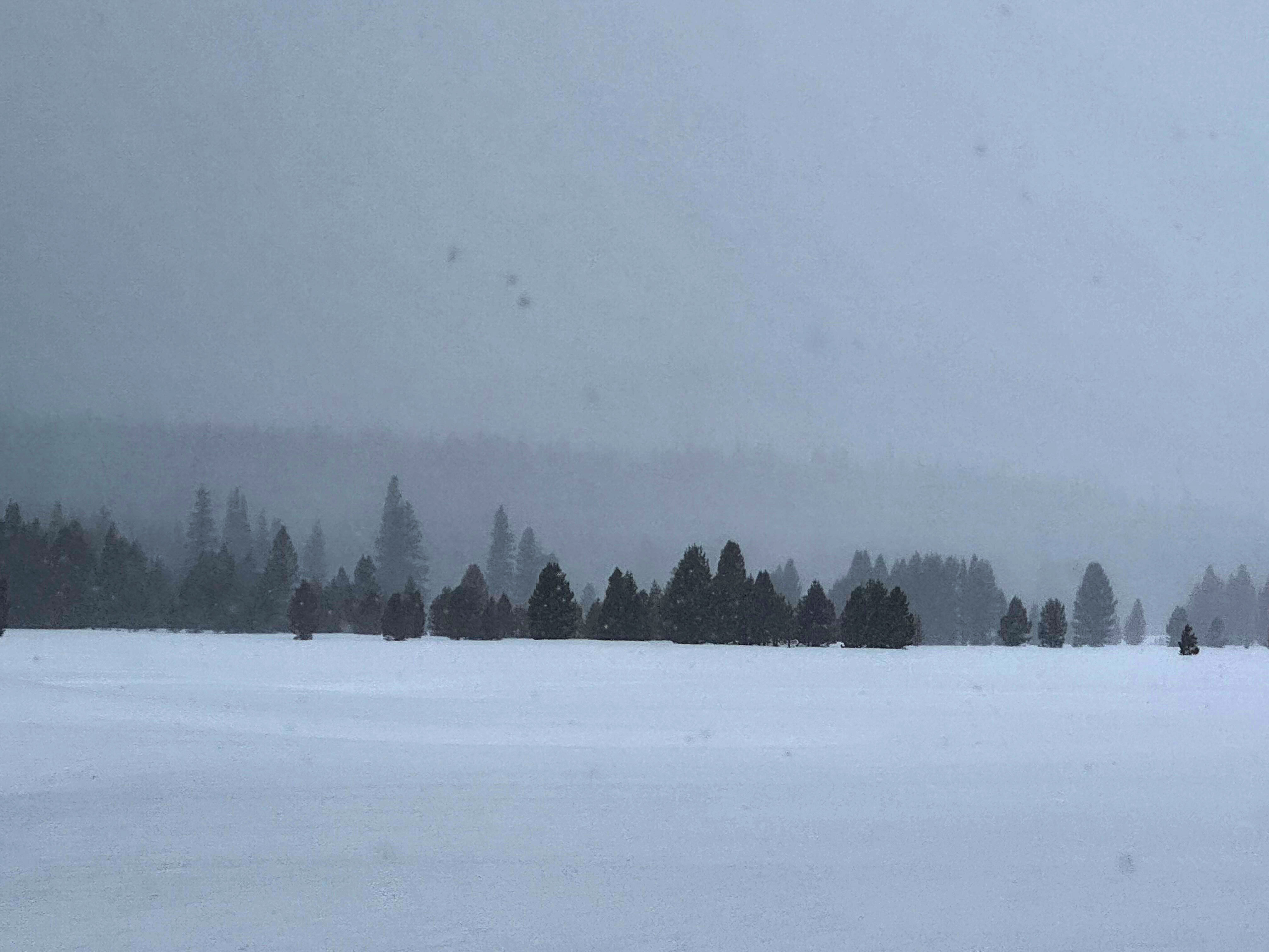 Tuolumne Meadows View across a snowy meadow toward a forest partially obscured by fog