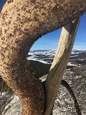 Twisted lodgepole pine provides a window to Tuolumne Meadows on January 5, 2022. Twisted lodgepole pine provides a window to Tuolumne Meadows on January 5, 2022.