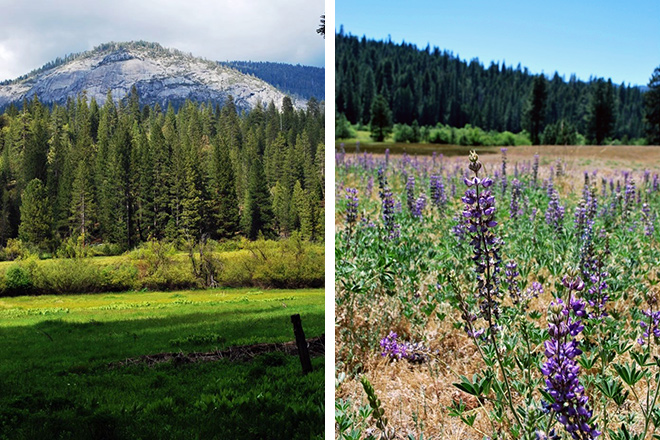 Wawona-Meadow-combined