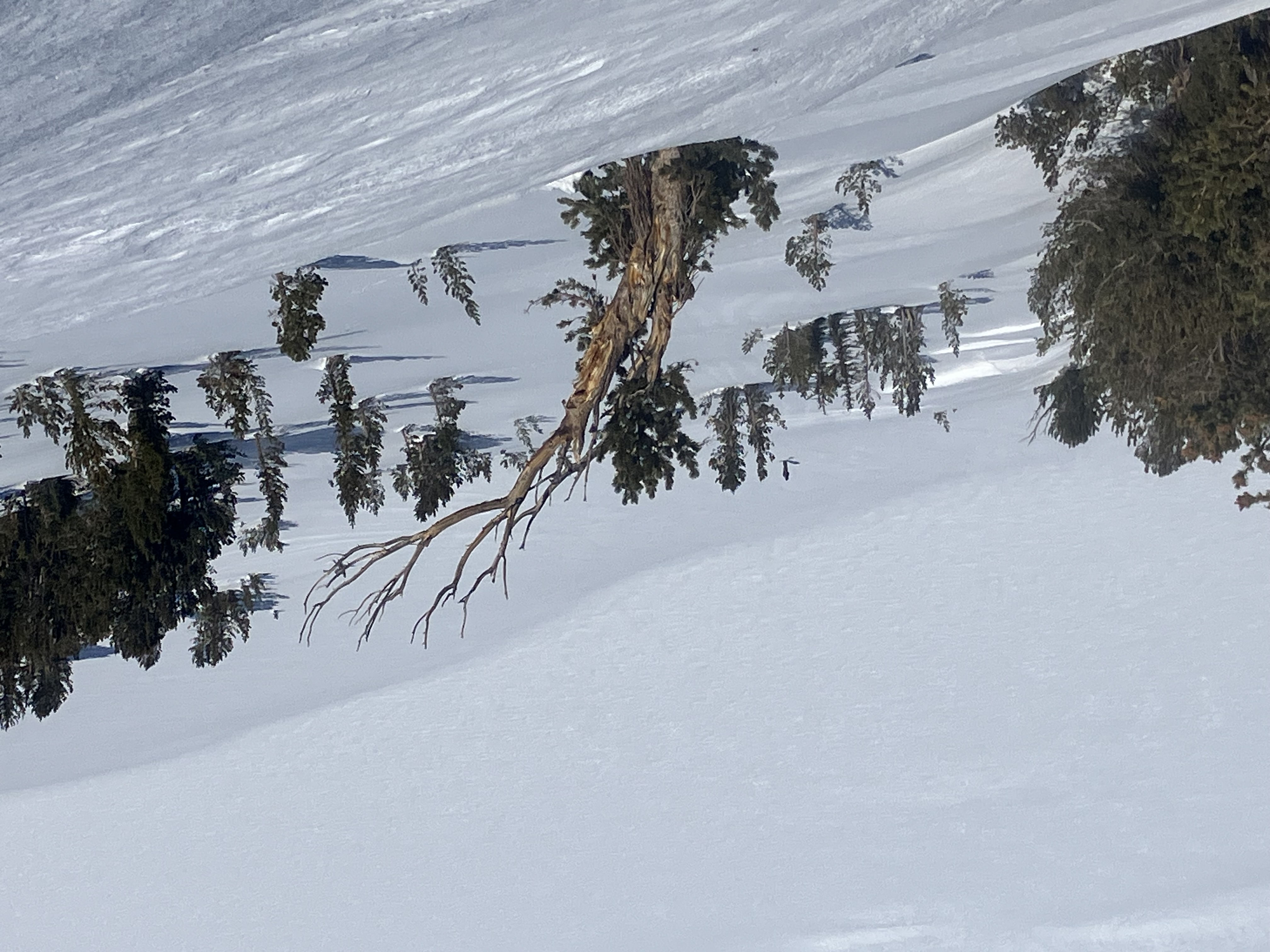 Weathered whitebark pine overlooking Gaylor Lake Looking down a snowy slope with a weathered mostly bare whitebark pine; smaller green trees scatered on the slope; a person is in the distant background