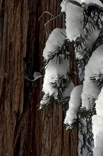 White breasted nuthatch on juniper on January 14, 2023.