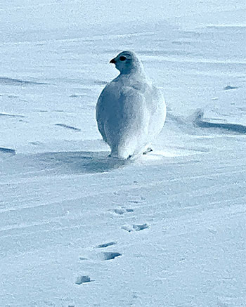 White tailed ptarmigan on snow on January 19, 2023.