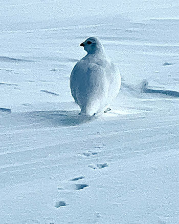 White tailed ptarmigan on snow on January 19, 2023. White tailed ptarmigan on snow on January 19, 2023.