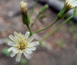 White Hawkweed