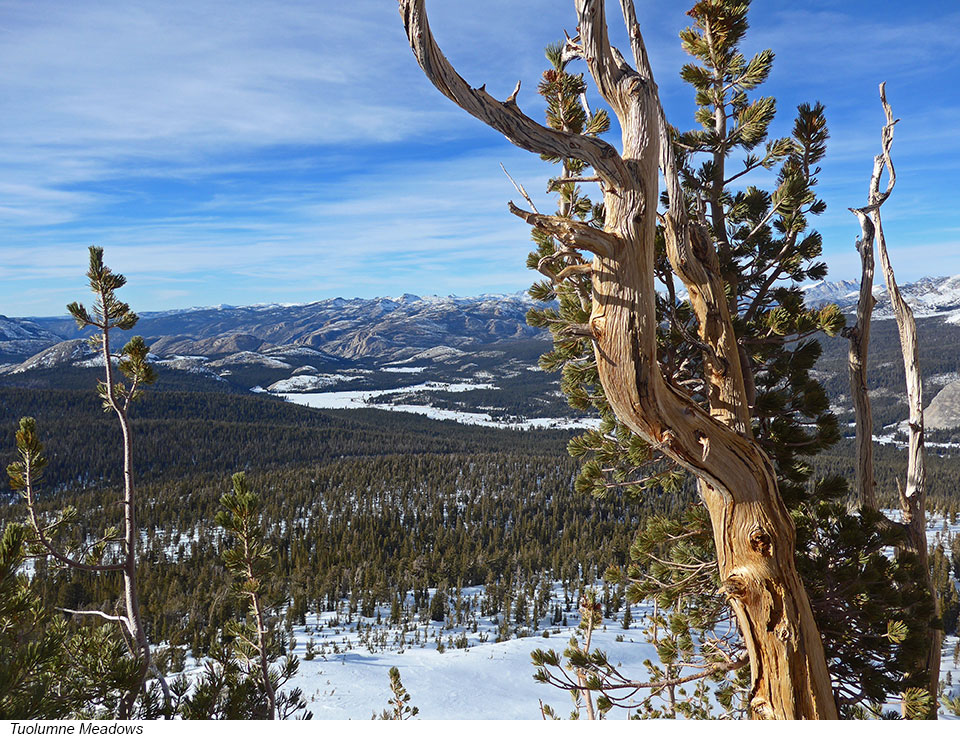 Distant view of snowy Tuolumne Meadows framed by a whitebark pine