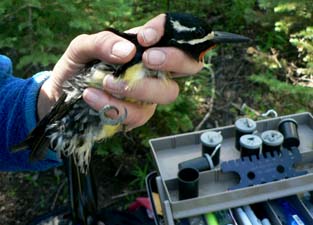 Williamsons Sapsucker