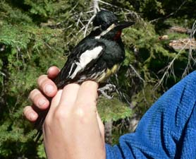 Williamsons Sapsucker