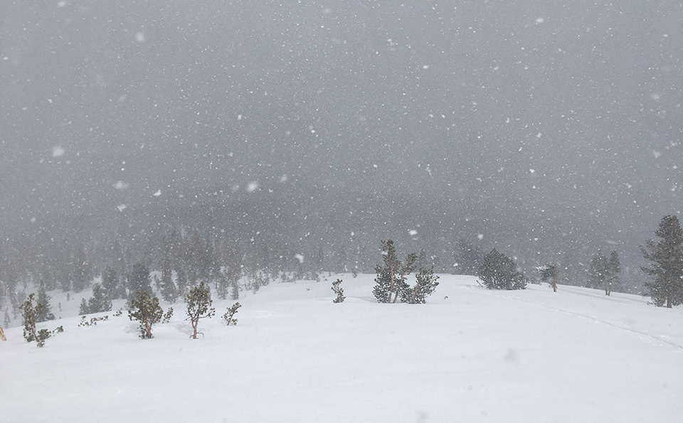 Snow falling in Tuolumne Meadows on March 10, 2021.