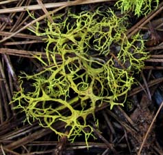 Wolf Lichen - up close