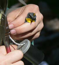 Yellow-rumped Warbler