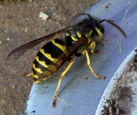 Yellowjacket