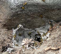 Yellowjacket Nest Entrance