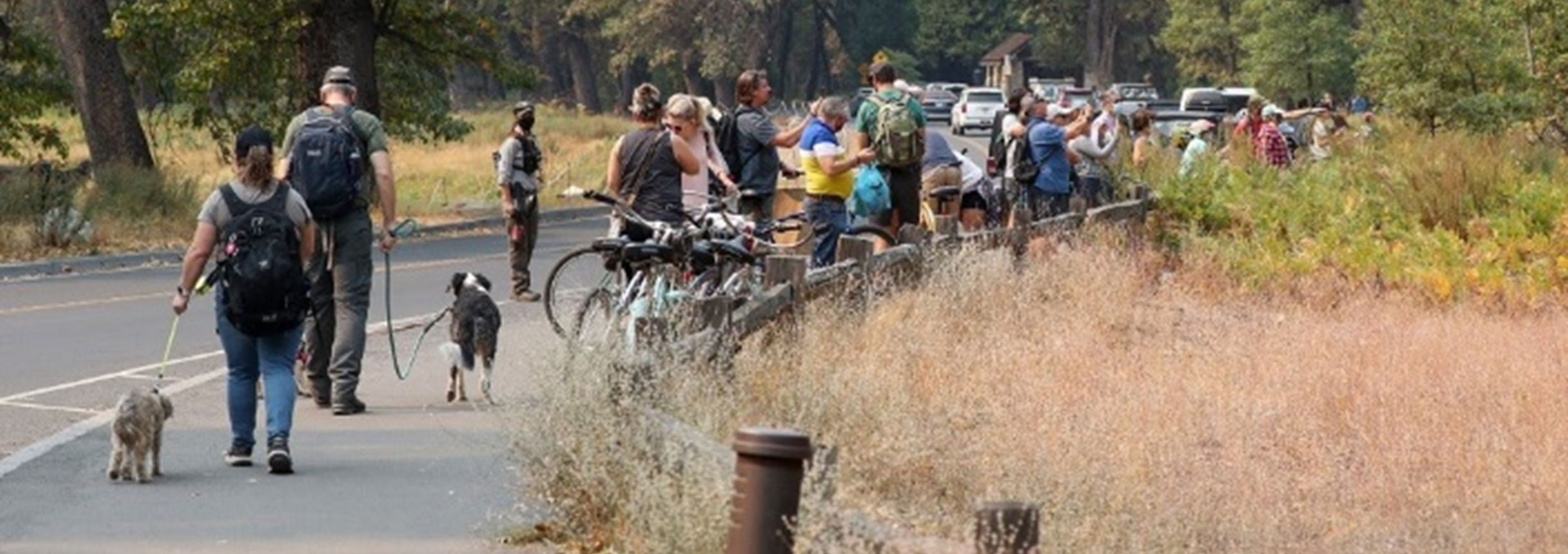 acorn-bears3 Crowd of people standing on bike path looking off into the woods
