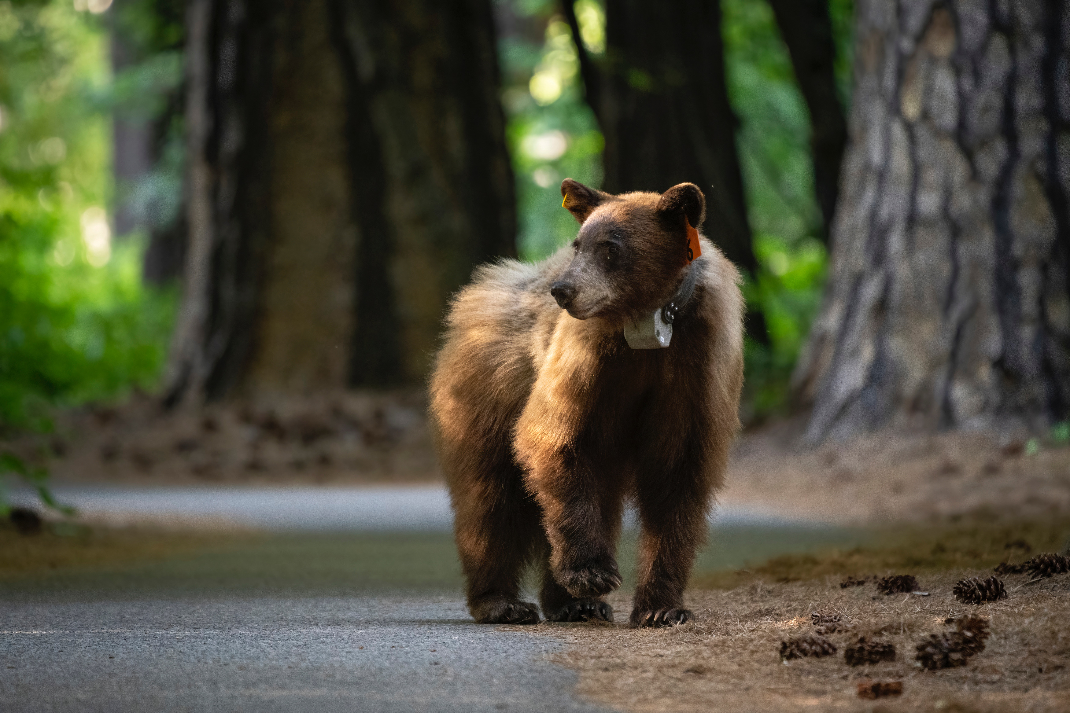 Bear An American black bear walks on a paved path with large conifers in the background. The bear has a GPS collar around its neck and identifying tags in both ears