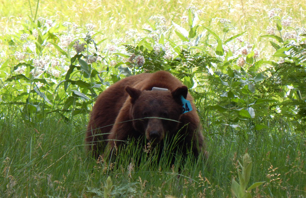 Black bear in grass Black bear in grass