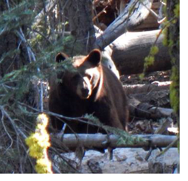 Black bear among downed trees and logs Black bear among downed trees and logs