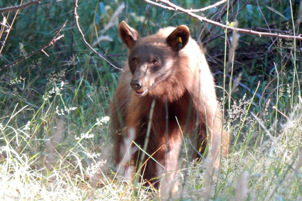 Black bear Black bear