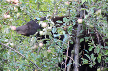 Black bear eating apples in a tree