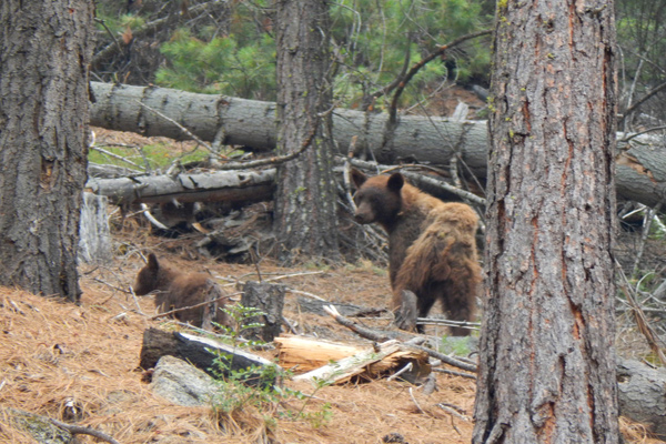 Black bear sow and cub