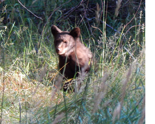 Black bear cub in grass