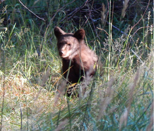 Black bear cub in grass Black bear cub in grass