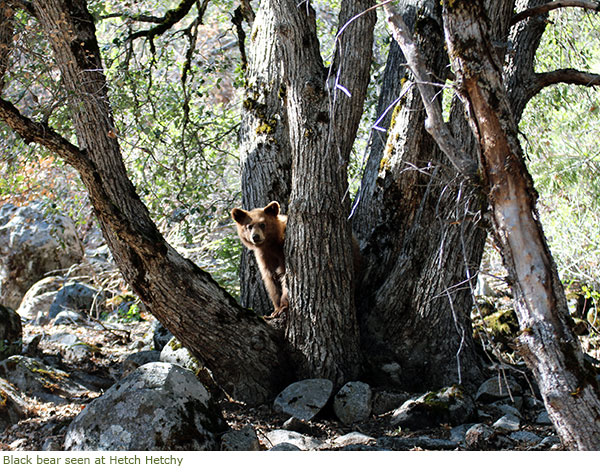 Black bear seen at Hetch Hetchy