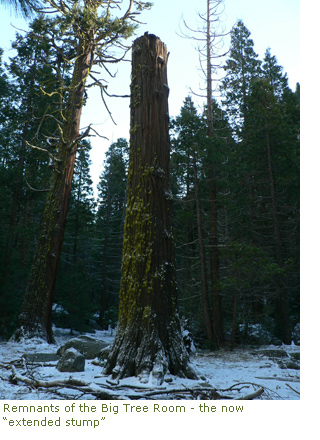 Big tree remnant - Big tree remnant -