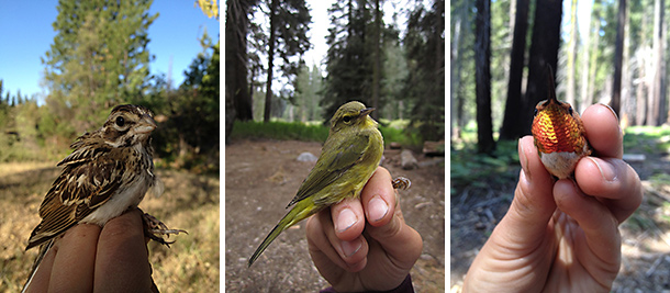 Left to right: Lark Sparrow, Orange-crowned Warbler, Rufous Hummingbird