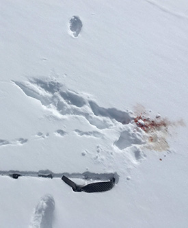 Animal kill near pine marten tracks on February 23, 2019. Animal kill near pine marten tracks on February 23, 2019.