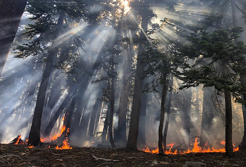 Trees with minimal fire and smoke from Blue Jay Fire