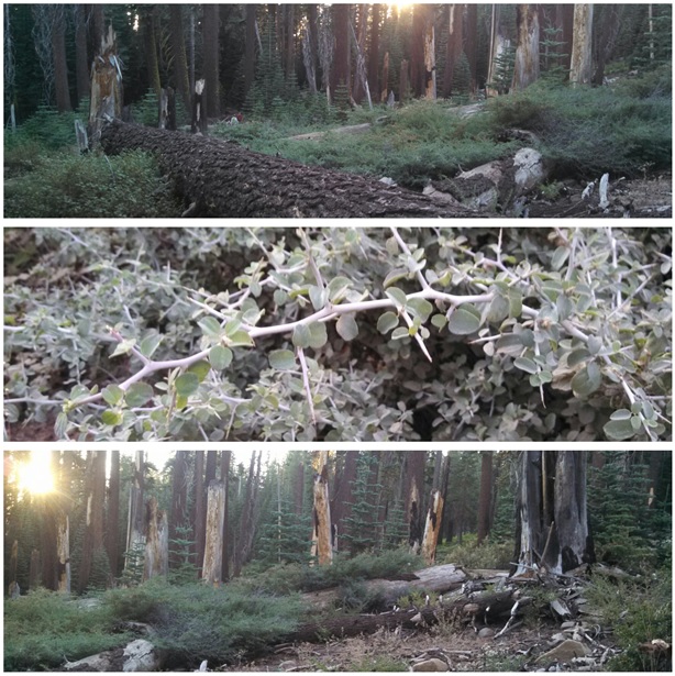 Three photos of buckbrush (Ceanothus cuneatus)