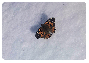 Painted lady butterfly on April 1, 2019.