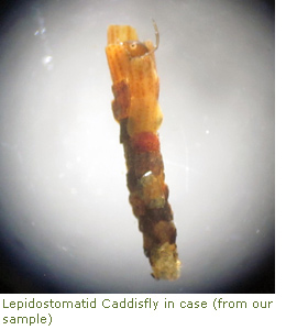 Lepidostomatid Caddisfly in case (from our sample) Lepidostomatid Caddisfly in case (from our sample)
