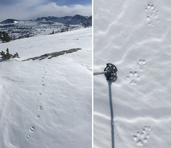 Left image: Canine tracks in snow near Johnson Peak on January 17, 2022. Right image: Close-up of canine tracks in snow, showing almost direct register (or perfect walk) of canine. Left image: Canine tracks in snow near Johnson Peak on January 17, 2022. Right image: Close-up of canine tracks in snow, showing almost direct register (or perfect walk) of canine.