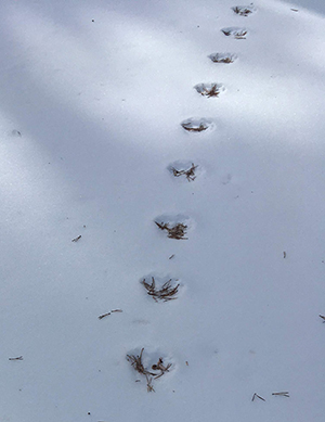Chickaree tracks in snow Chickaree tracks in snow