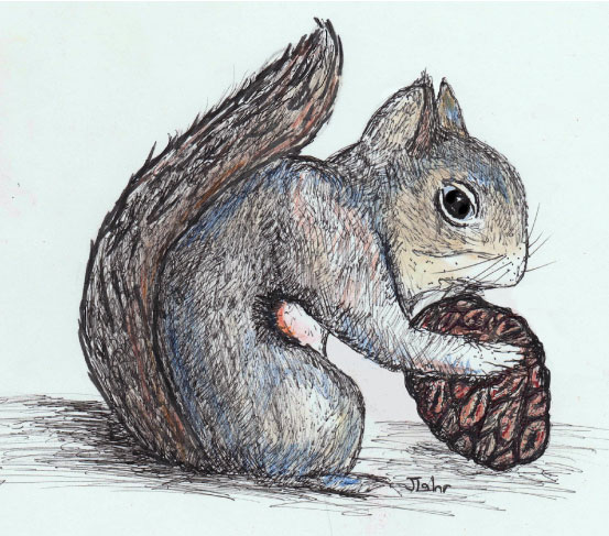 Douglas squirrel (chickaree) illustration Douglas squirrel (chickaree) illustration