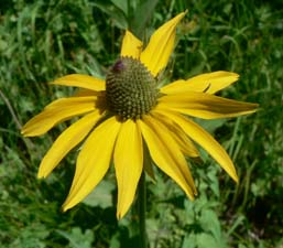 Coneflower Coneflower