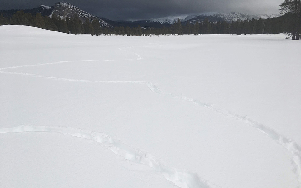 Coyote tracks meander through Tuolumne Meadows on January 22, 2020.