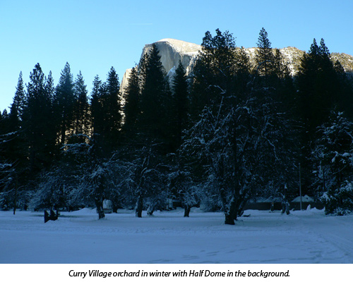 Curry Village orchard in winter - current view Curry Village orchard in winter - current view