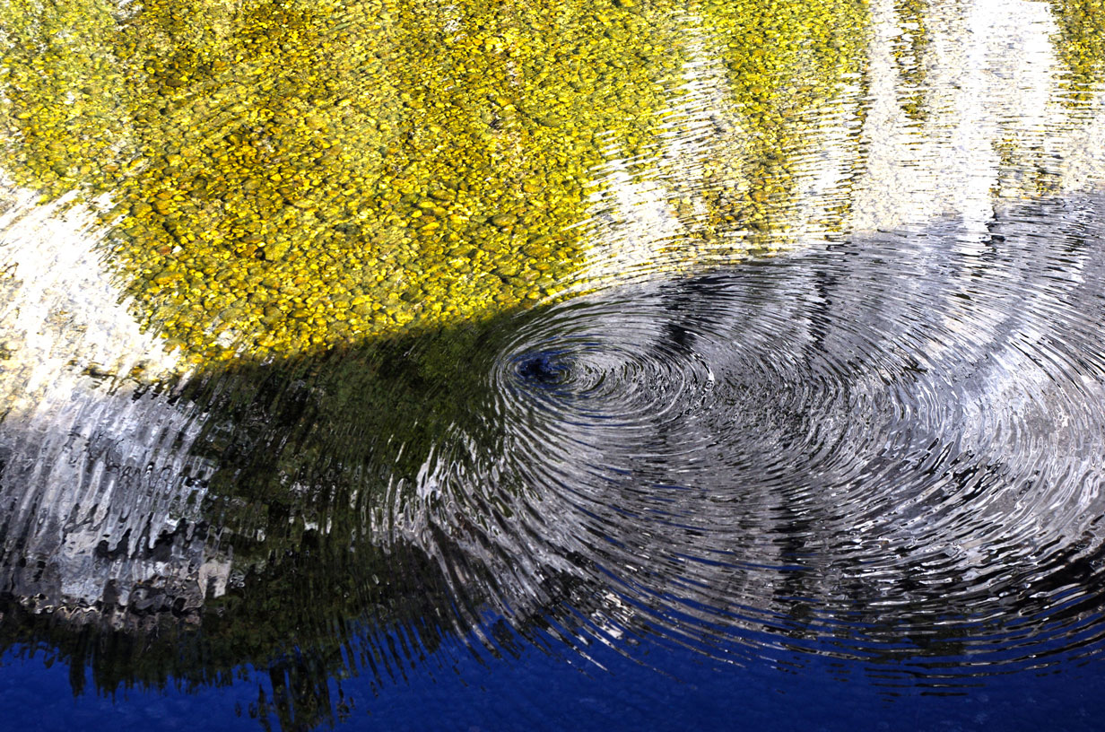 American Dipper