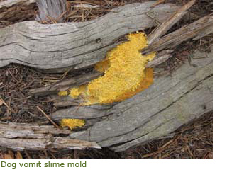 Dog vomit slime mold