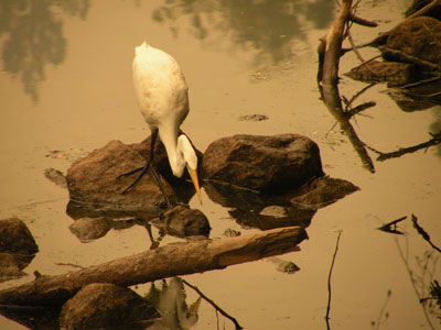 Great egret looking for food in the river